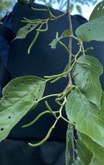 Alnus formosana