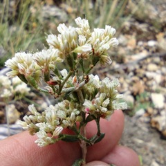 Eriogonum microtheca simpsonii
