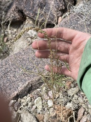 Amaranthus fimbriatus
