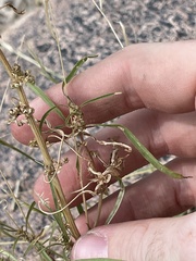 Amaranthus fimbriatus