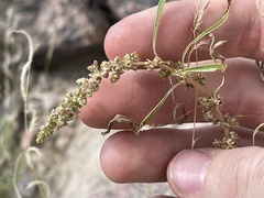 Amaranthus fimbriatus