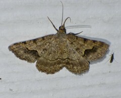 Frederickia s-signata