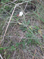 Ruellia metziae