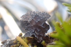 Lobaria