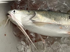Bagre marinus