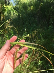 Carex gynandra