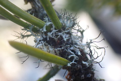 Heterodermia leucomelos