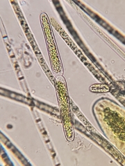 Haplotaenium minutum