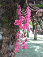 Rodriguezia lanceolata