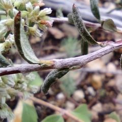 Eriogonum microtheca simpsonii