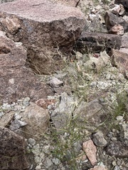 Bouteloua aristidoides