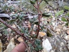 Eriogonum microtheca simpsonii