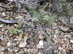 Eriogonum microtheca simpsonii