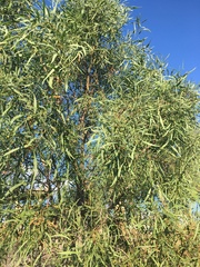 Acacia salicina