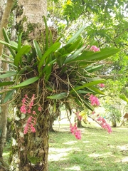 Rodriguezia lanceolata