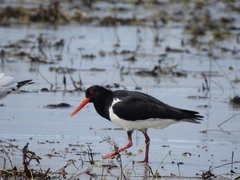 Haematopus longirostris