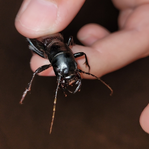 amblycheila cylindriformis