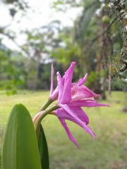 Epidendroideae