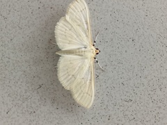 Herpetogramma bipunctalis