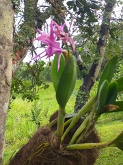Epidendroideae