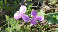 Tradescantia bracteata