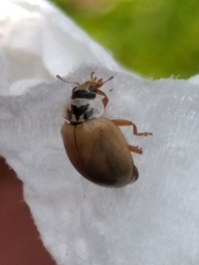 Mulsantina mexicana