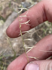 Bouteloua aristidoides