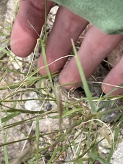 Bouteloua aristidoides