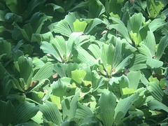 Pistia stratiotes