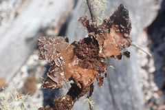 Lobaria