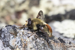 Sericomyia flagrans