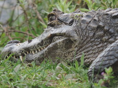 Caiman latirostris