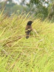 Centropus bengalensis