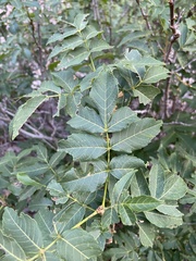 Ungnadia speciosa