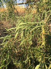 Acacia salicina