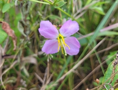 Rhexia mariana