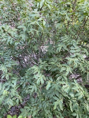 Ungnadia speciosa