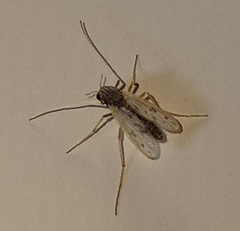 Chironomoidea