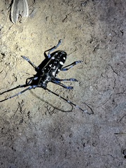 Anoplophora glabripennis