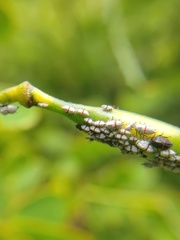 Enchenopa quadricolor