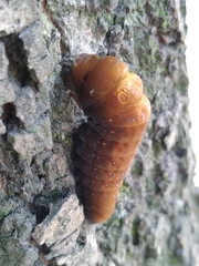 Papilio multicaudata multicaudata