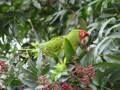 Psittacara erythrogenys