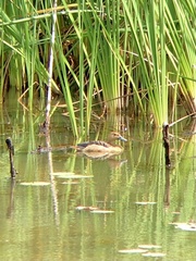 Dendrocygna javanica