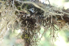 Heterodermia leucomelos