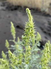 Ambrosia acanthicarpa
