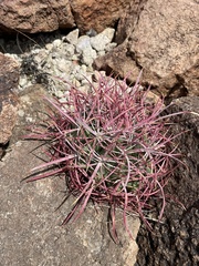 Ferocactus cylindraceus