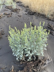 Ambrosia acanthicarpa