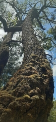 Eucalyptus urophylla