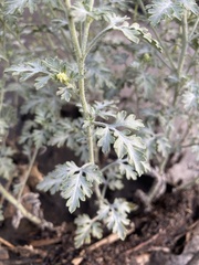 Ambrosia acanthicarpa