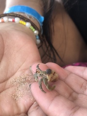 Coenobita compressus